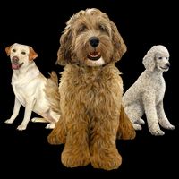 Labradoodle Trio Bucket Hat