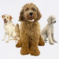 Labradoodle Trio Garment-Dyed Sweatshirt