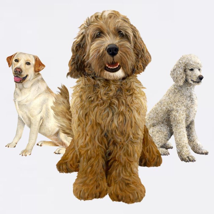 Labradoodle Trio Garment-Dyed Sweatshirt