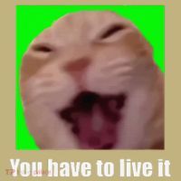 Laughing Cat Meme T-Shirt