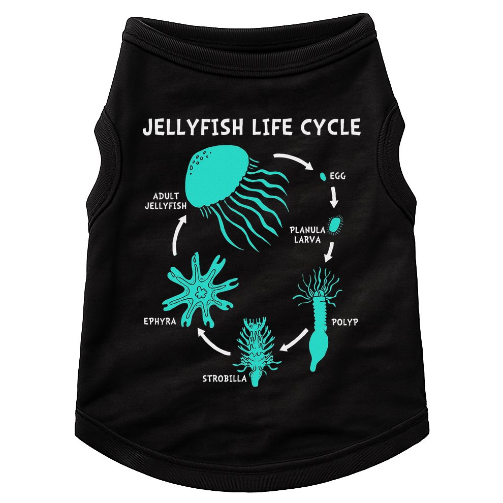 Life Cycle Of A Jellyfish Doggie Tank