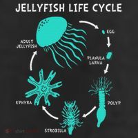 Life Cycle Of A Jellyfish 11oz C Handle Ceramic Mug
