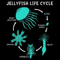 Life Cycle Of A Jellyfish Flat Bill Trucker Hat