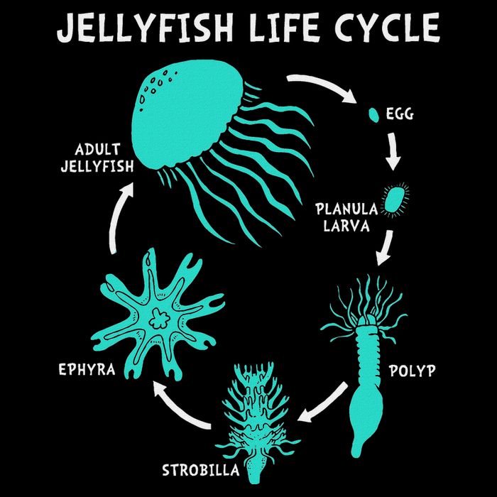 Life Cycle Of A Jellyfish Flat Bill Trucker Hat