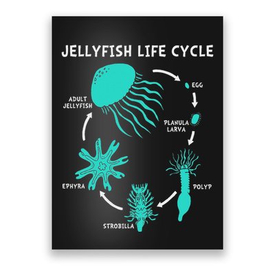 Life Cycle Of A Jellyfish Poster