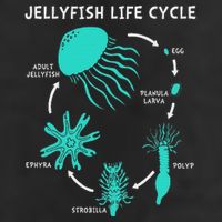 Life Cycle Of A Jellyfish Golf Towel