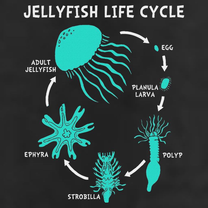 Life Cycle Of A Jellyfish Golf Towel