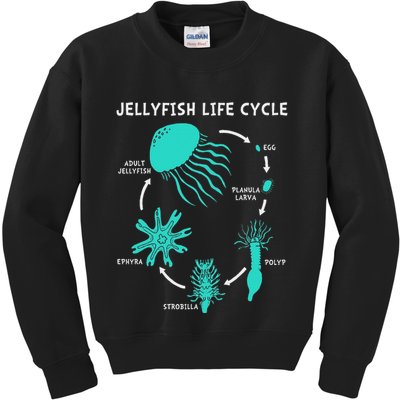 Life Cycle Of A Jellyfish Kids Sweatshirt