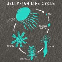 Life Cycle Of A Jellyfish Cotton Canvas Backpack