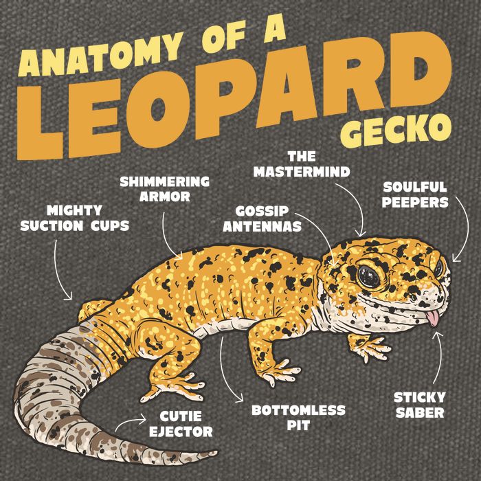 Leopard Gecko Anatomy Cotton Canvas Backpack