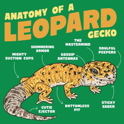 Leopard Gecko Anatomy T-Shirt