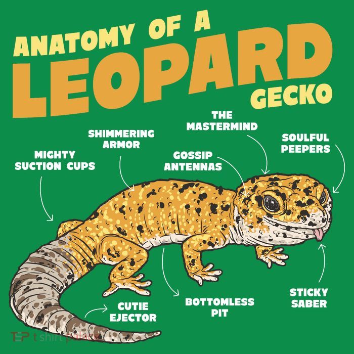 Leopard Gecko Anatomy Button