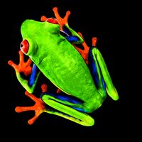 Little Green Frog Tall T-Shirt