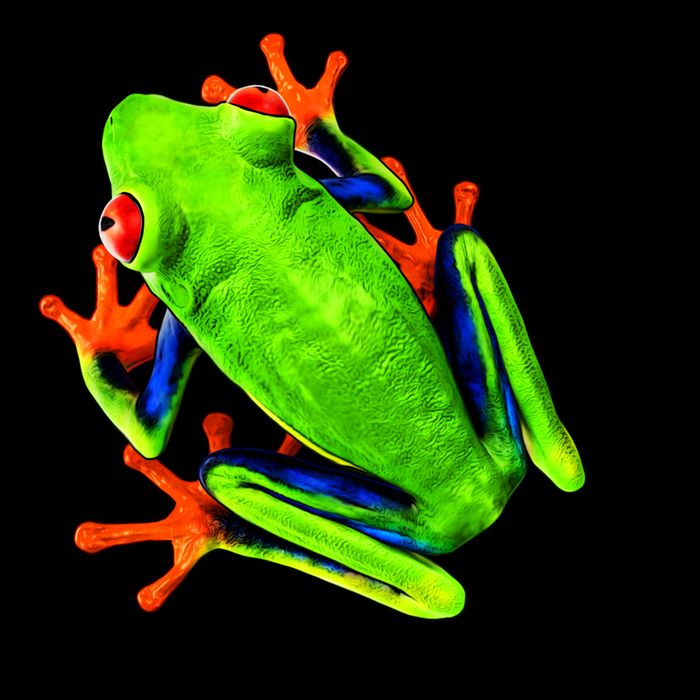 Little Green Frog Tall T-Shirt