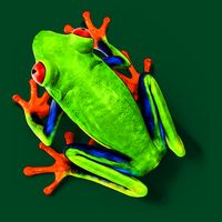 Little Green Frog T-Shirt