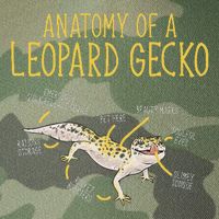 Leopard Gecko Reptile Pet Anatomy Of A Leopard Gecko Legacy Tie Dye Trucker Hat