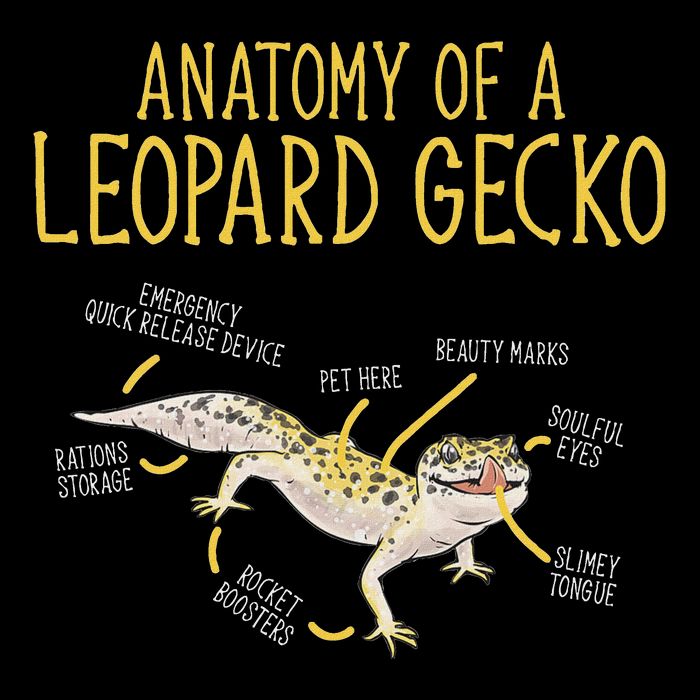 Leopard Gecko Reptile Pet Anatomy Of A Leopard Gecko 16 in Basic Backpack