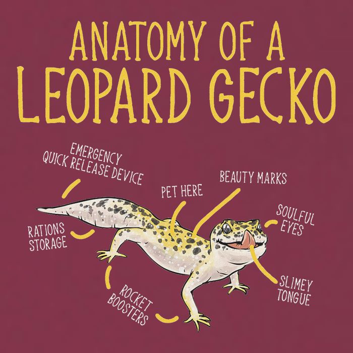 Leopard Gecko Reptile Pet Anatomy Of A Leopard Gecko 16oz Travel Tumbler
