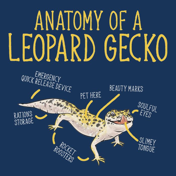 Leopard Gecko Reptile Pet Anatomy Of A Leopard Gecko Infant Baby Jersey Bodysuit