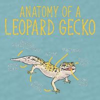 Leopard Gecko Reptile Pet Anatomy Of A Leopard Gecko Sueded Cloud Jersey T-Shirt