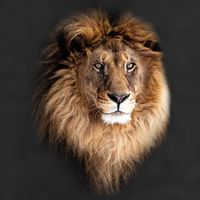 Lion Head Graphic Cool Comfort Performance Bucket Hat