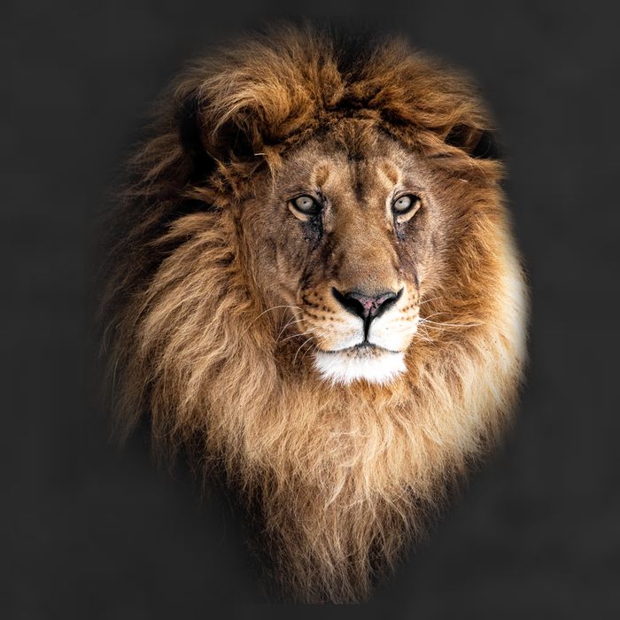 Lion Head Graphic Cool Comfort Performance Bucket Hat