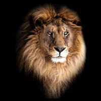 Lion Head Graphic Kids T-Shirt