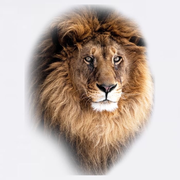 Lion Head Graphic Garment-Dyed Sweatshirt