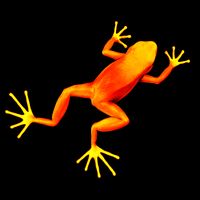 Little Orange Frog T-Shirt