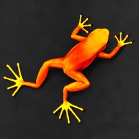 Little Orange Frog Adult Drive Performance Visor