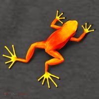 Little Orange Frog Vector Backpack