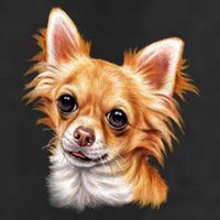 Long Haired Chihuahua Cool Comfort Performance Bucket Hat