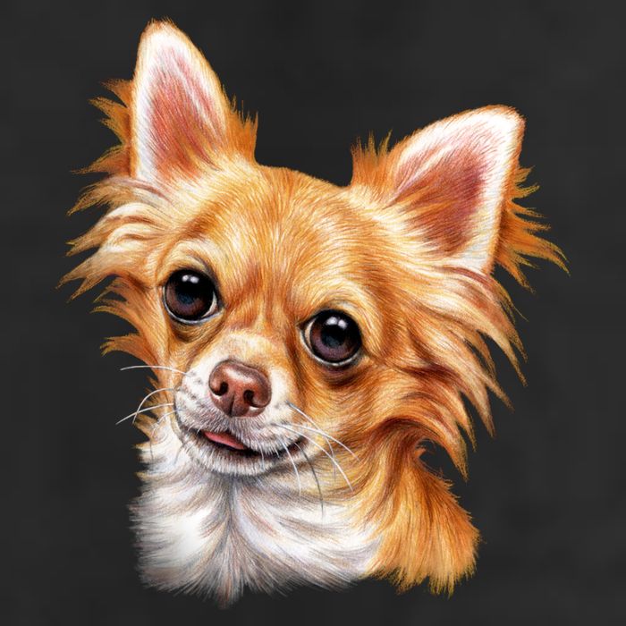 Long Haired Chihuahua Cool Comfort Performance Bucket Hat