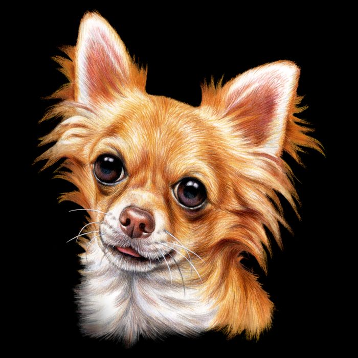Long Haired Chihuahua Wool Snapback Cap