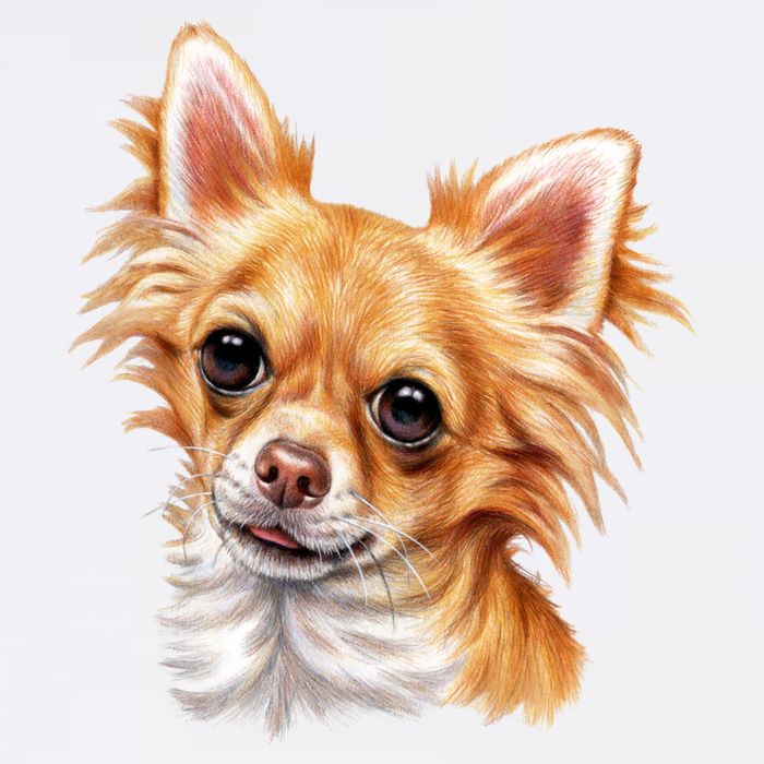 Long Haired Chihuahua Garment-Dyed Sweatshirt