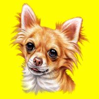 Long Haired Chihuahua Women's V-Neck T-Shirt