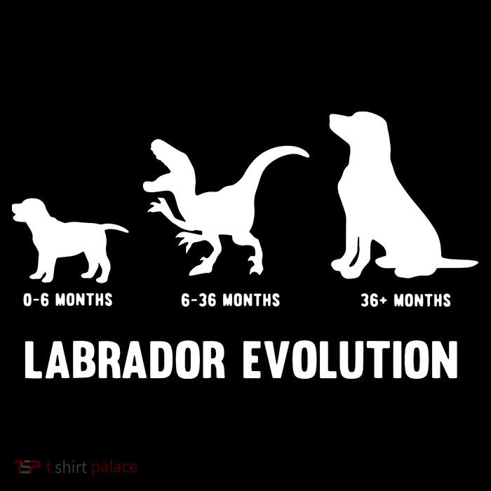 Labrador Retriever Evolution Design For A Labrador Owner Hooded Wearable Blanket