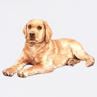 Labrador Retriever Baby Bodysuit