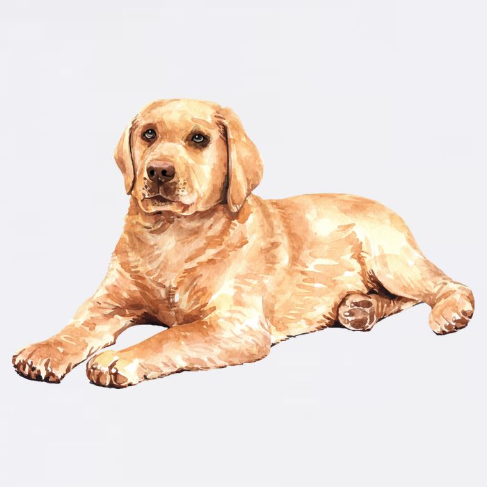 Labrador Retriever Baby Bodysuit