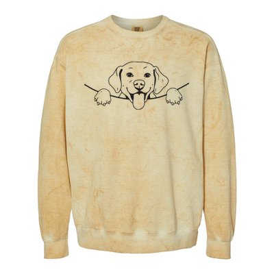 Labrador T Lab Dog Yellow Black Labrador Retriever Colorblast Crewneck Sweatshirt