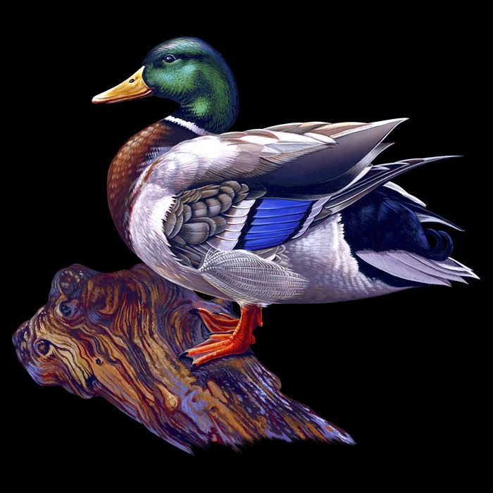 Mallard Green Head Duck City Backpack