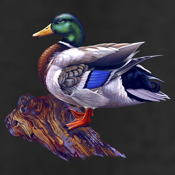 Mallard Green Head Duck Adult Drive Performance Visor