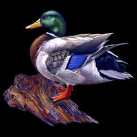 Mallard Green Head Duck 16 in Basic Backpack