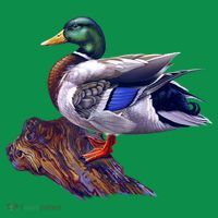 Mallard Green Head Duck T-Shirt