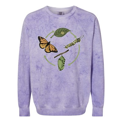 Monarch Butterfly Evolution Cute Butterfly Colorblast Crewneck Sweatshirt