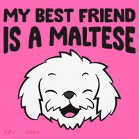 My Best Friend Is A Maltese Dog Stripe Pom Pom Beanie