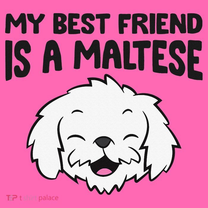 My Best Friend Is A Maltese Dog Stripe Pom Pom Beanie