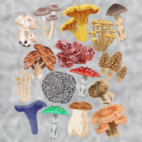 Mushroom Classification Types Mycology For Shroom Hunter T-Shirt