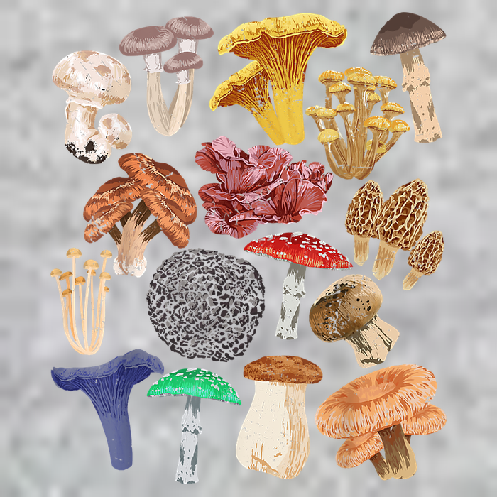 Mushroom Classification Types Mycology For Shroom Hunter T-Shirt