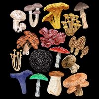 Mushroom Classification Types Mycology For Shroom Hunter Backpack